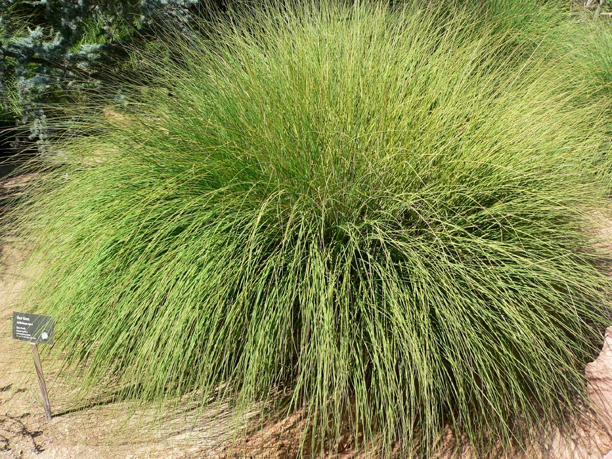 ornamental-grass-for-arid-conditions-tips-for-growing-drought