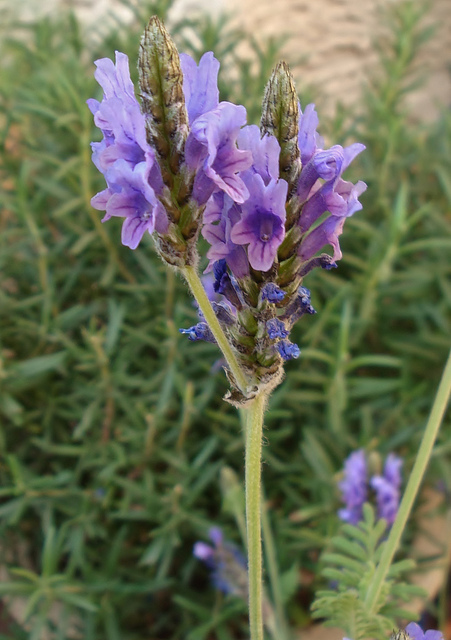 fern-leaf-lavender-blue-oak-landscaping-chico-california-drought