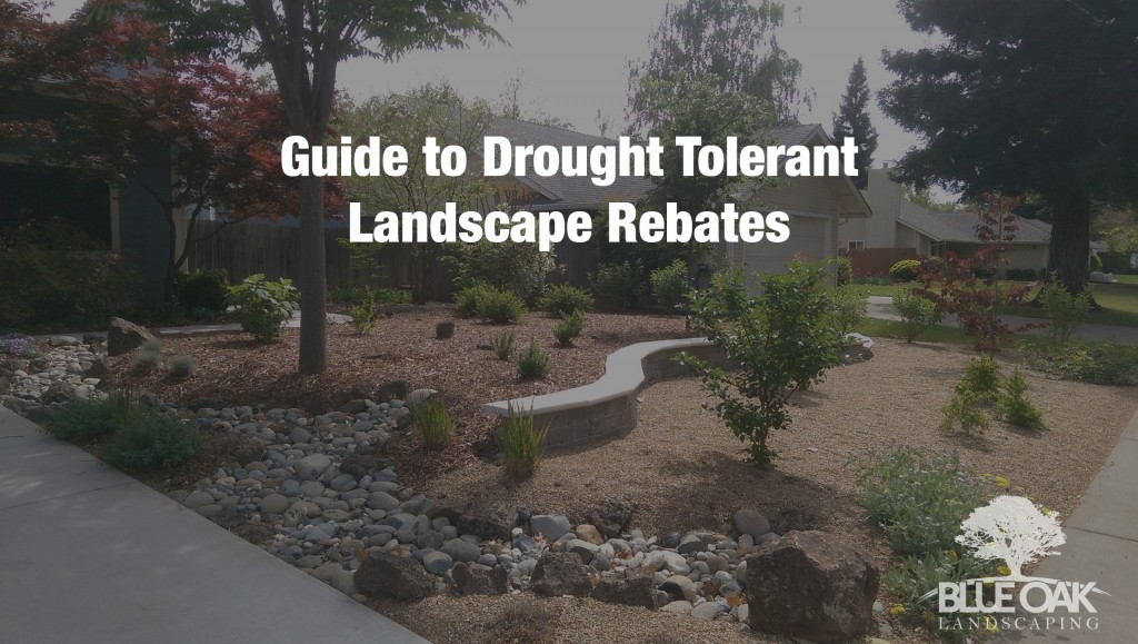 guide-to-drought-tolerant-landscape-rebates-chico-landscapes